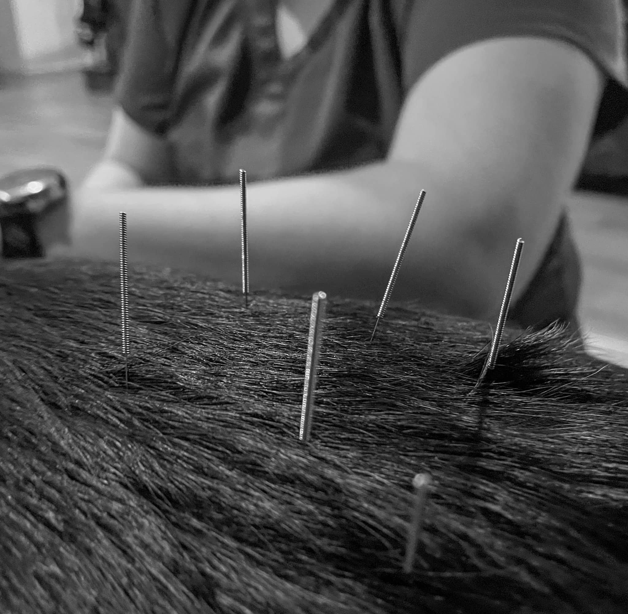 Acupuncture B'ahava Veterinary Health & Wellbeing