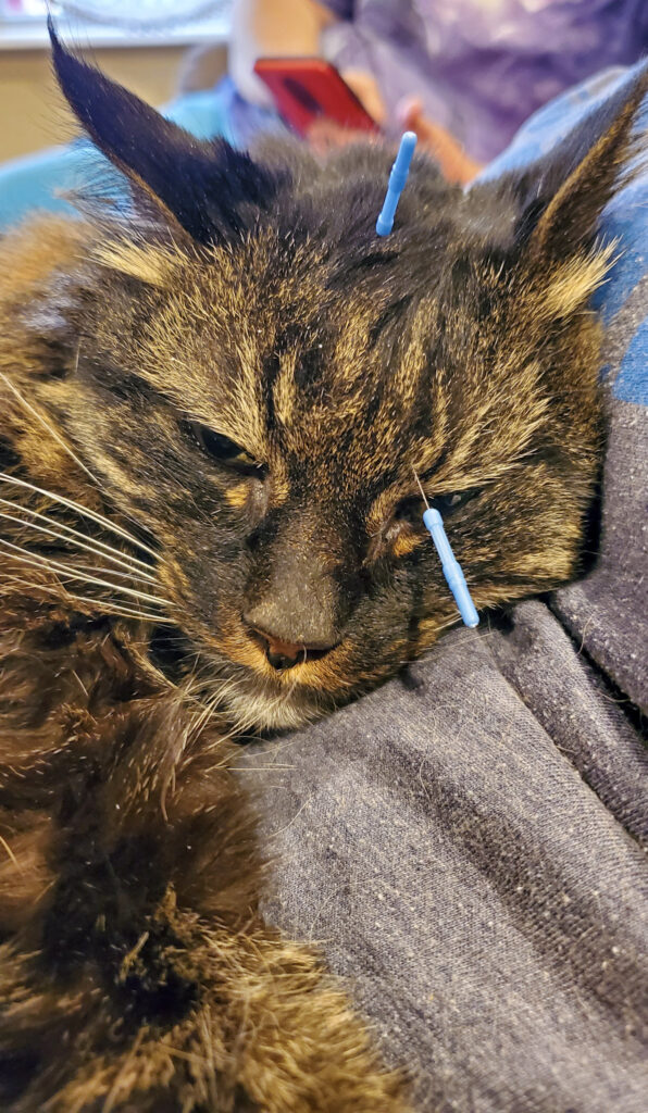 Cat Recieving Acupuncture