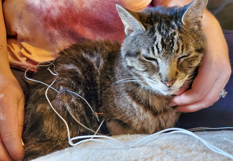 Cat being held during acupuncture session