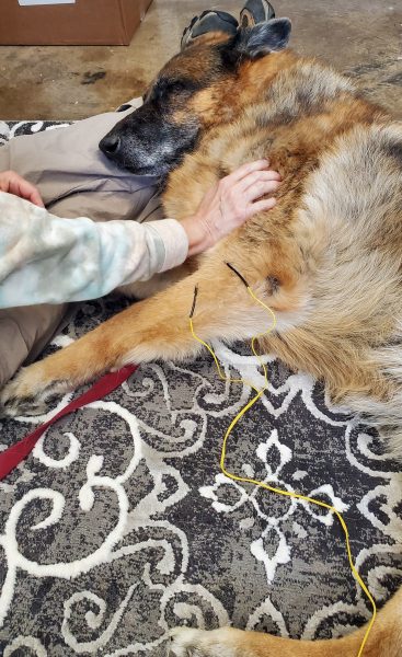 Dog receiving acupuncture